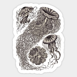 Ernst Haeckel  Jellyfish Aubergine Sticker